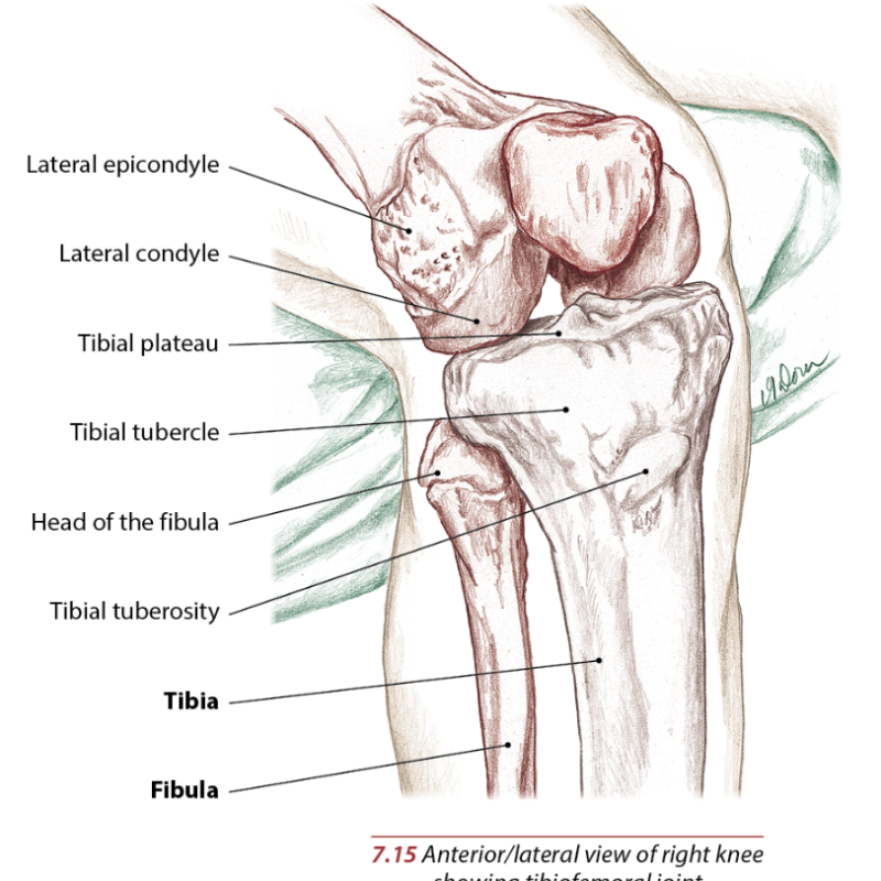 Knee Anatomy Structure and Injuries 2 Knee
