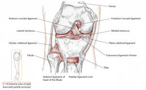 Knee