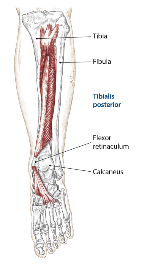 posterior tibialis