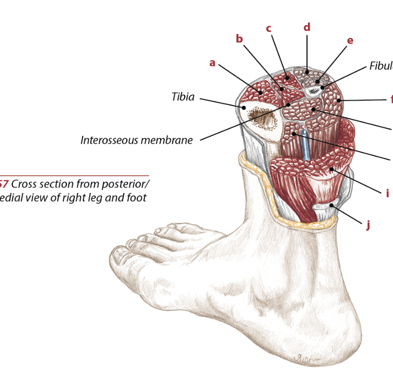 Skeleton of foot with tibia and fibula insertion, flexible