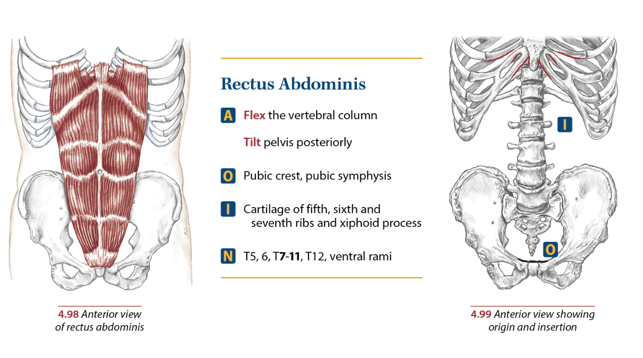 Understanding And Training Rectus Abdominis