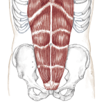 Rectus Abdominus