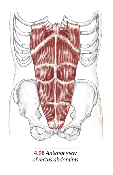 Rectus Abdominis