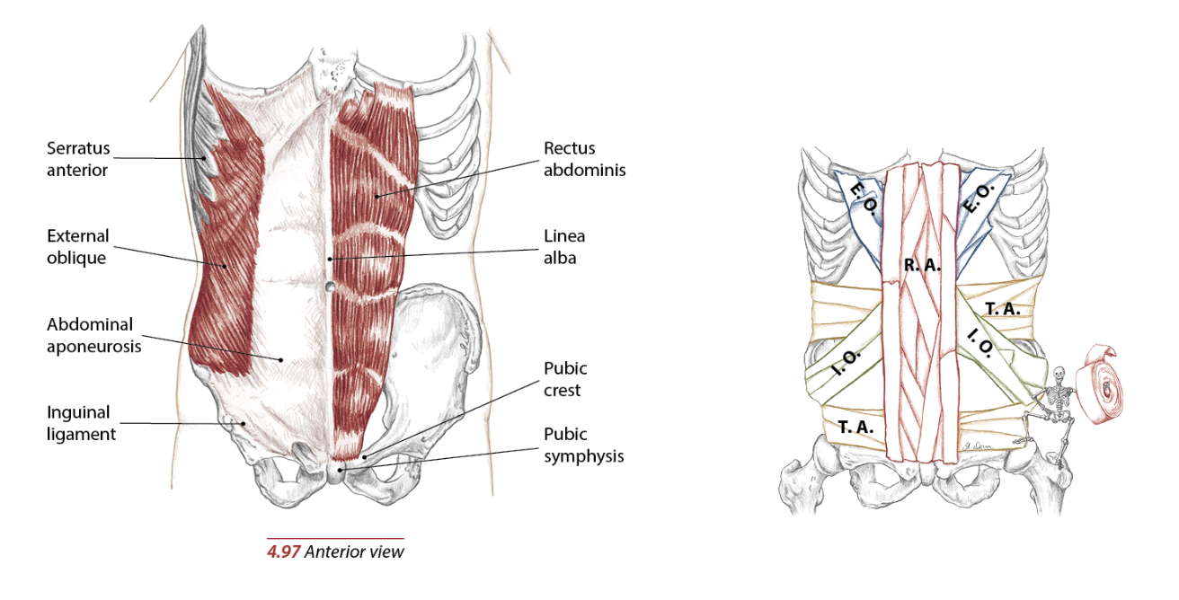 Поперечная мышца живота. Ректус абдоминис. Мышцы живота анатомия лимфоотток. Апоневроз белой линии живота. Linea Alba abdominis.
