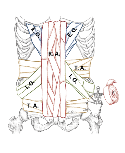 Understanding and Training Core Abdominal Muscles 2 abdominal muscles