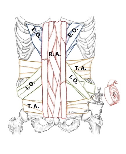 abdominal muscles