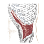 Transverse abdominus muscle