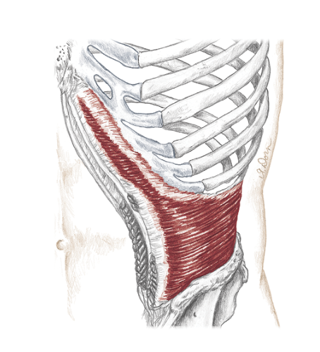 Transverse abdominus muscle