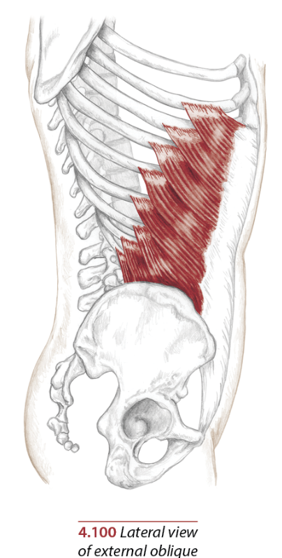 External Obliques