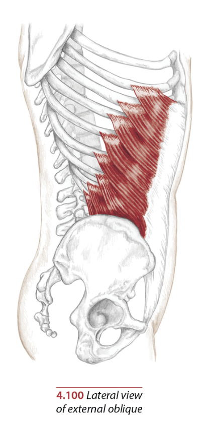 external and internal obliques