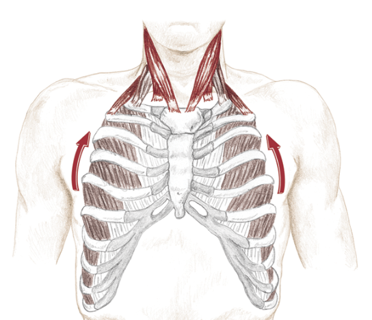 Exploring Breathing Muscles and Exercise 2 Screen Shot 2018 12 30 At 11.00.27 AM