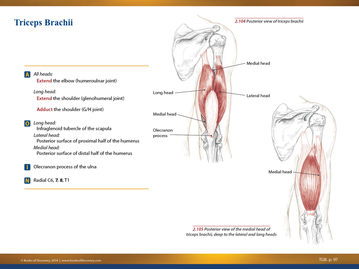 triceps