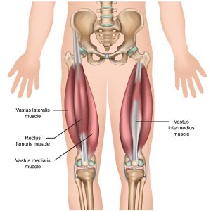 VASTUS