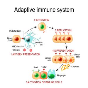 Adaptive Immune System From Antigen Presentation To Activation O