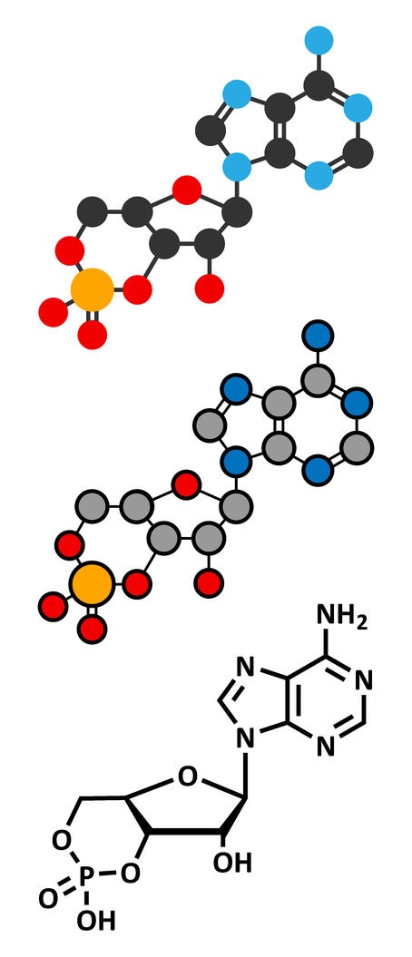cAMP second messanger molecule 1