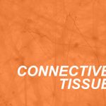 Connective Tissue