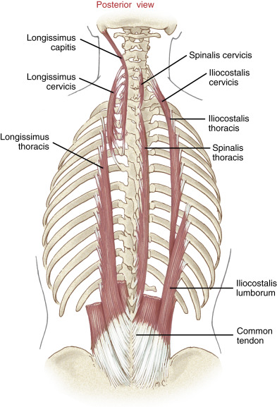 Cut Erector Spinae