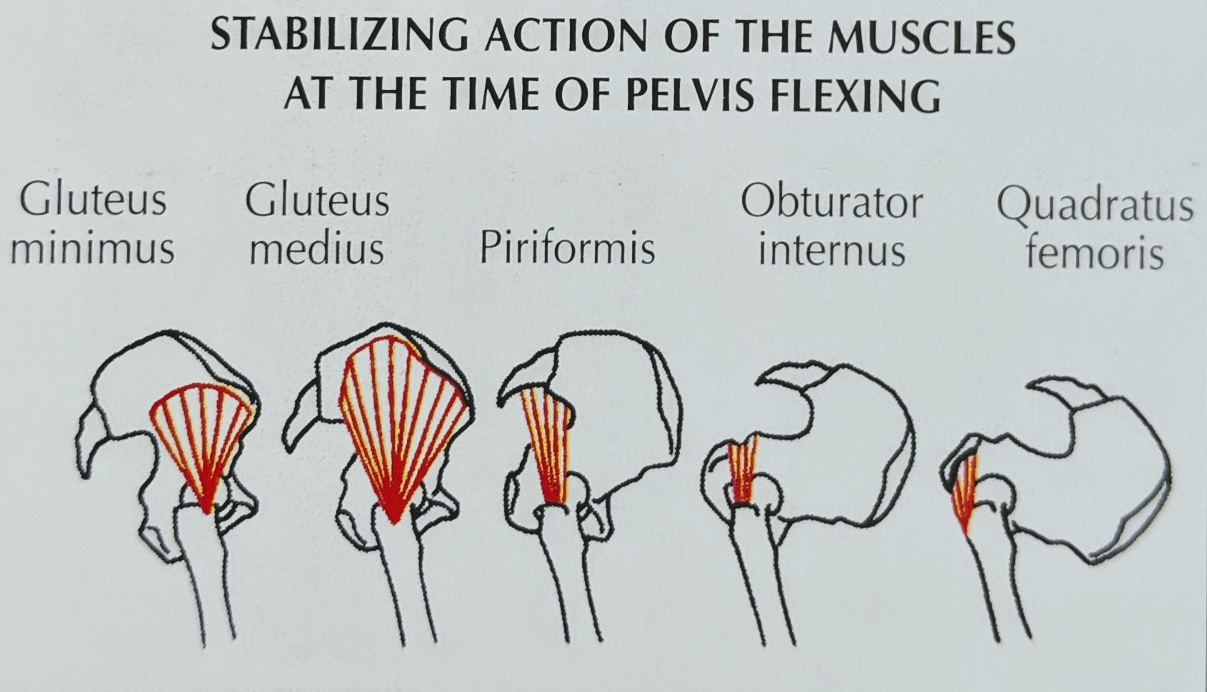 Understanding Hip Rotation and Abduction