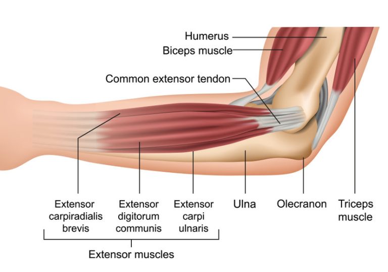 Forearm Extensor Anatomy Locating The Extensors Of The Wrist And Fingers forearm-extensor-anatomy-locating-the-extensors-of-the-wrist-and-fingers