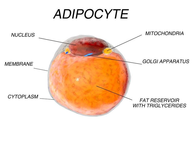 Fat Cells 12