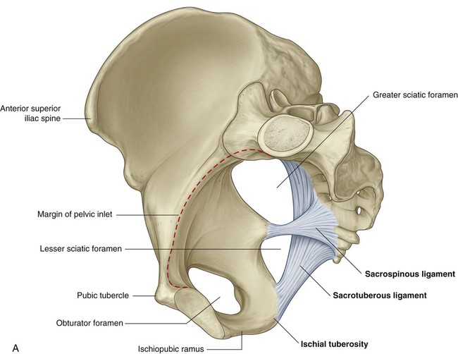 The Pelvic Girdle