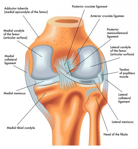 connective tissue training