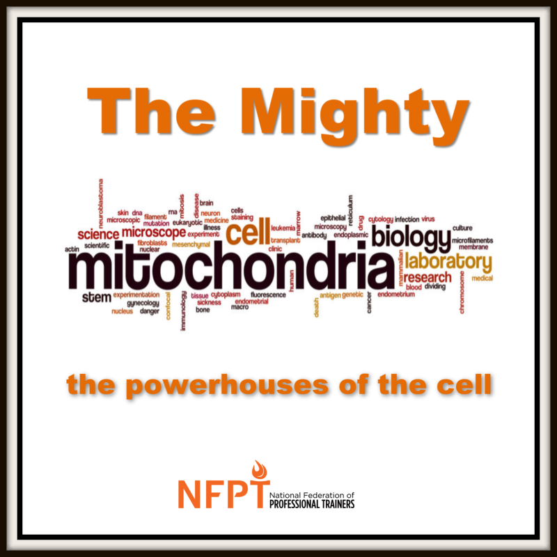 Mitochondria