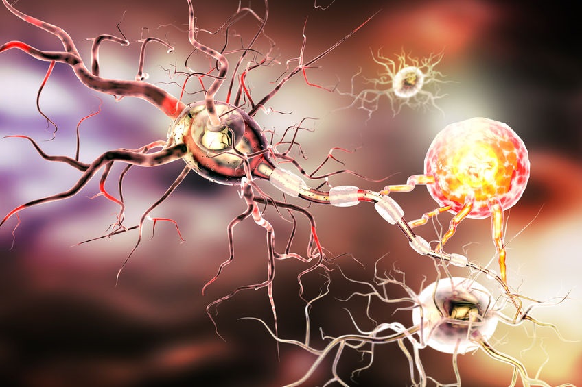 nervous system MS