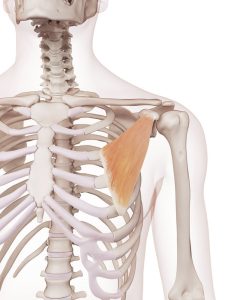 Illustration Of The Pectoralis Minor