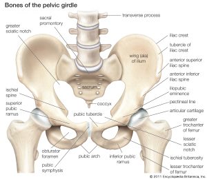 Pelvic Girdle