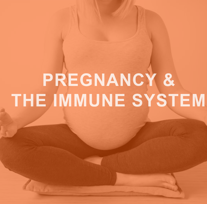 Pregnancy and the Immune System 2 Pregnancy And the immune system