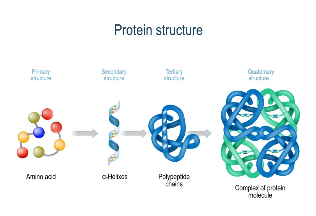 Levels Of Protein Structure From Amino Acids To Complex Of Prote