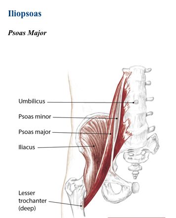 hip flexor muscles diagram