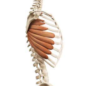 Muscle Anatomy The Serratus Anterior