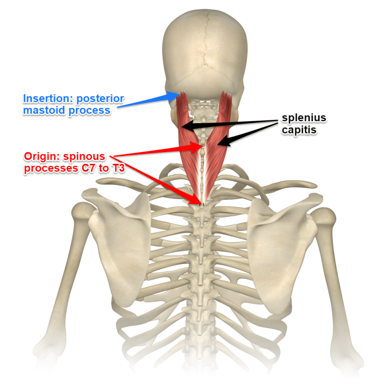 Understanding the Spinotransversales: The Superficial Intrinsic Muscles of the Back 2 Splenius Capitis