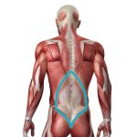 Thoracolumbar Fascia Junction Back Pain Location