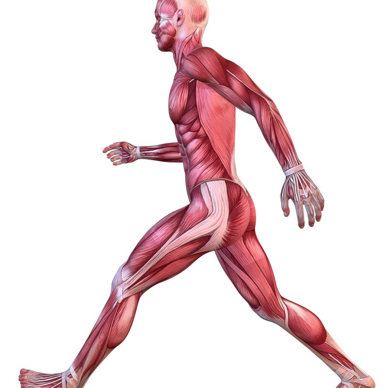 3d Muscle Model Male IT Band