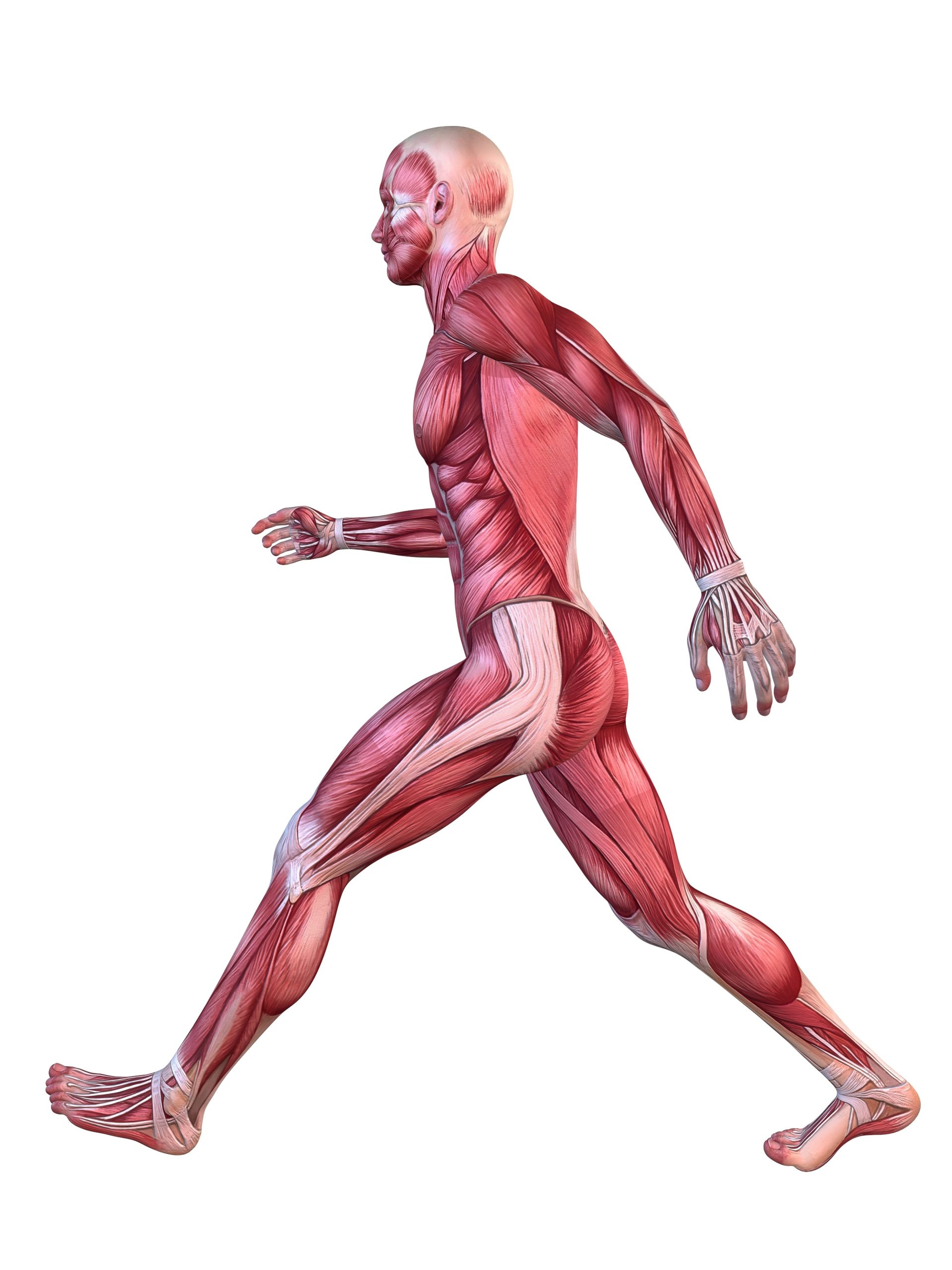 3d Muscle Model Male IT Band